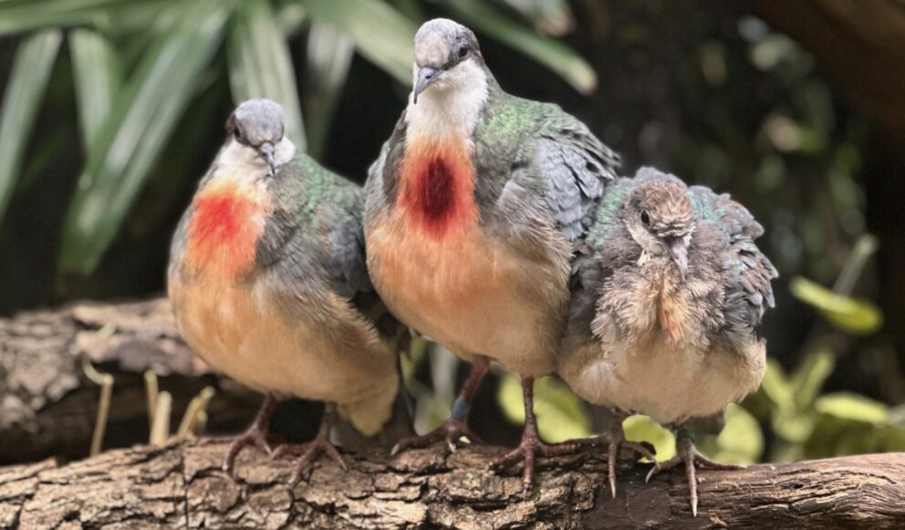 bleeding heart doves